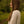Willow Dress
