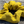 Yellow scrunchie on a wooden surface