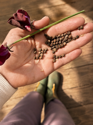 Sweet Pea | Seeds