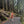 Person walking on a path through a forest with tall trees and logs.