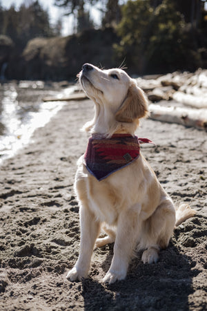 Dog Bandana | Sunset