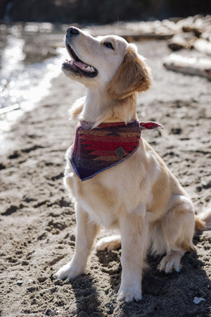Dog Bandana | Sunset