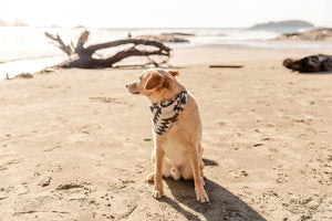 Dog Bandana | ISLA - Southwest - Navajo - Aztec - Tie On - Pet Bandana -Upcycled - Boho