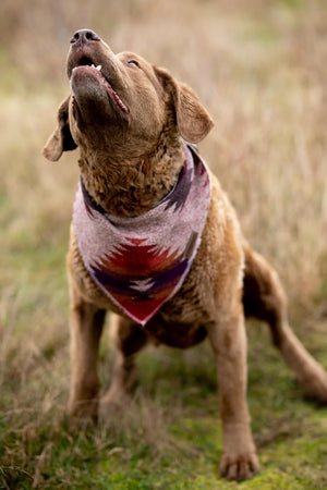 May include: A brown and tan dog with curly fur wearing a pink, red, orange, and purple bandana with a geometric pattern. The dog is looking up and has its mouth open.