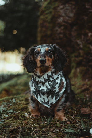 Dog Bandana | Isla