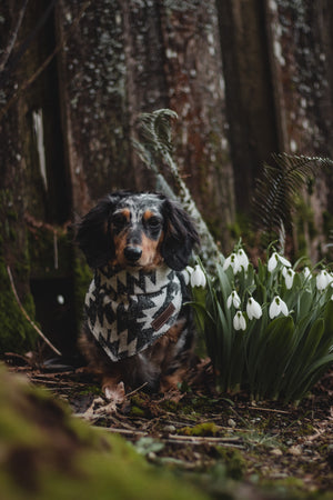 Dog Bandana | Isla